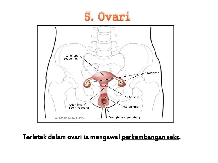 5. Ovari Terletak dalam ovari ia mengawal perkembangan seks. 