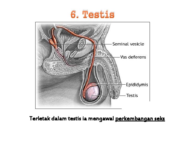 6. Testis Terletak dalam testis ia mengawal perkembangan seks 