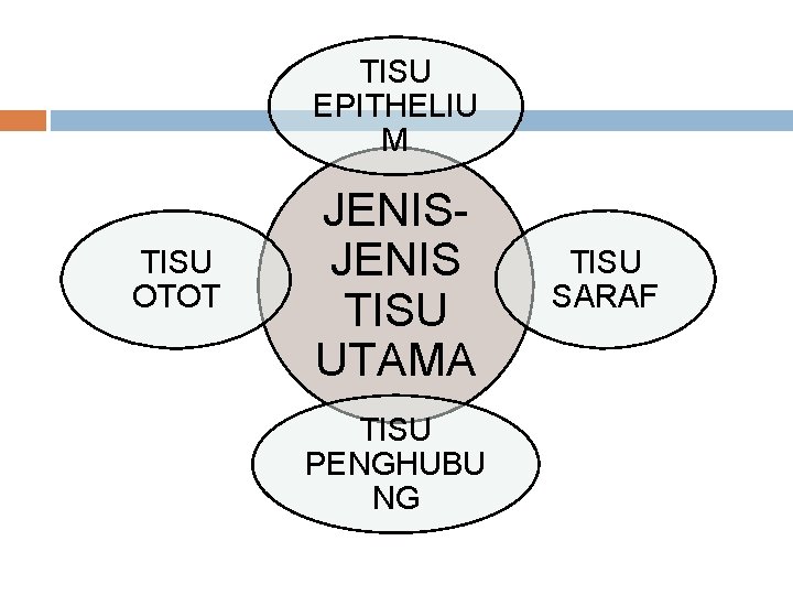 TISU EPITHELIU M TISU OTOT JENIS TISU UTAMA TISU PENGHUBU NG TISU SARAF 