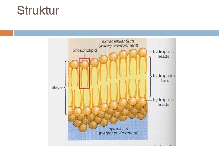 Struktur 