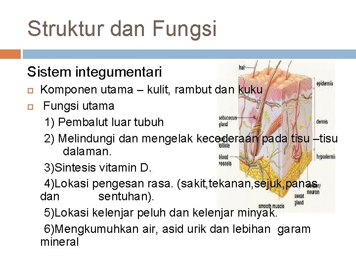 Struktur dan Fungsi Sistem integumentari Komponen utama – kulit, rambut dan kuku Fungsi utama