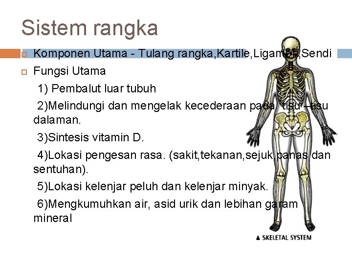 Sistem rangka Komponen Utama - Tulang rangka, Kartile, Ligamen, Sendi Fungsi Utama 1) Pembalut