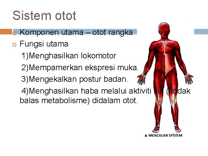 Sistem otot Komponen utama – otot rangka Fungsi utama 1)Menghasilkan lokomotor 2)Mempamerkan ekspresi muka.