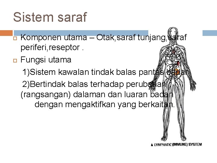 Sistem saraf Komponen utama – Otak, saraf tunjang, saraf periferi, reseptor. Fungsi utama 1)Sistem