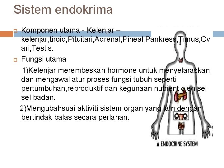 Sistem endokrima Komponen utama - Kelenjar – kelenjar, tiroid, Pituitari, Adrenal, Pineal, Pankress, Timus,