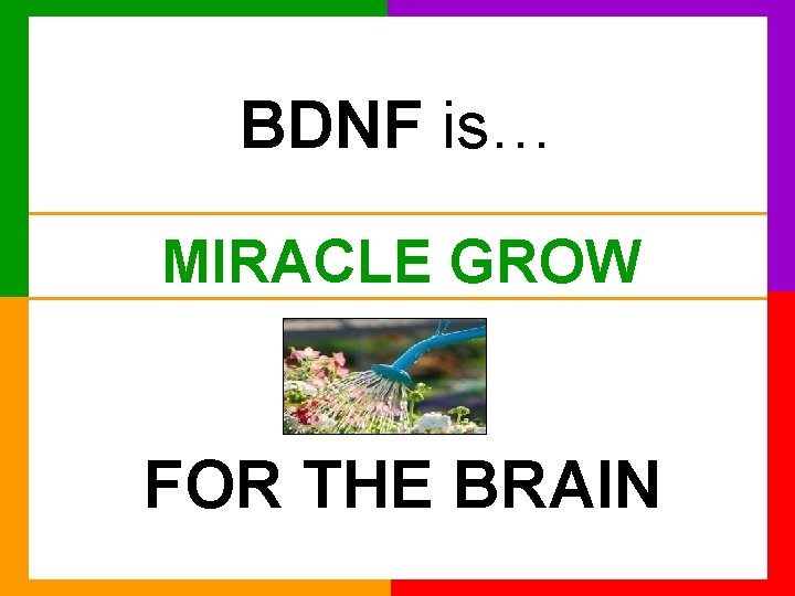 BDNF is… MIRACLE GROW FOR THE BRAIN 