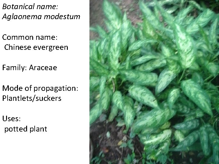 Botanical name: Aglaonema modestum Common name: Chinese evergreen Family: Araceae Mode of propagation: Plantlets/suckers