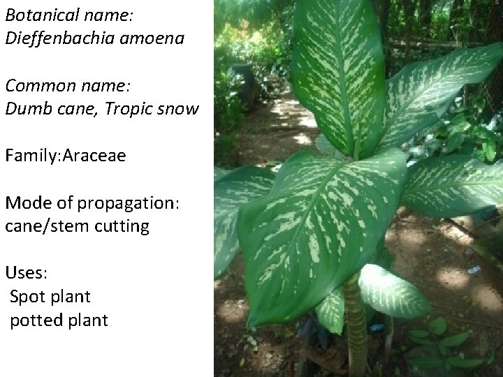 Botanical name: Dieffenbachia amoena Common name: Dumb cane, Tropic snow Family: Araceae Mode of