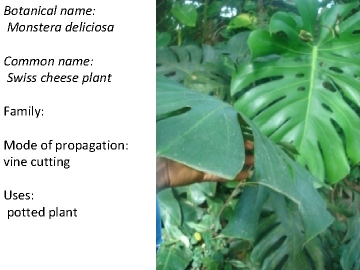 Botanical name: Monstera deliciosa Common name: Swiss cheese plant Family: Mode of propagation: vine