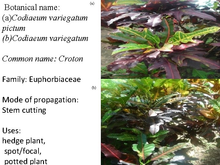 Botanical name: (a)Codiaeum variegatum pictum (b)Codiaeum variegatum (a) Common name: Croton Family: Euphorbiaceae (b)