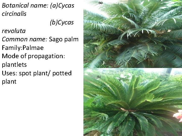 Botanical name: (a)Cycas circinalis (b)Cycas revoluta Common name: Sago palm Family: Palmae Mode of