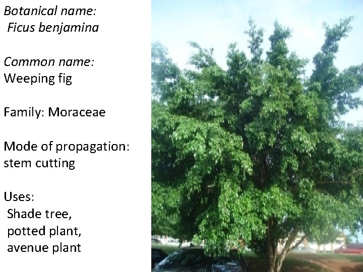 Botanical name: Ficus benjamina Common name: Weeping fig Family: Moraceae Mode of propagation: stem