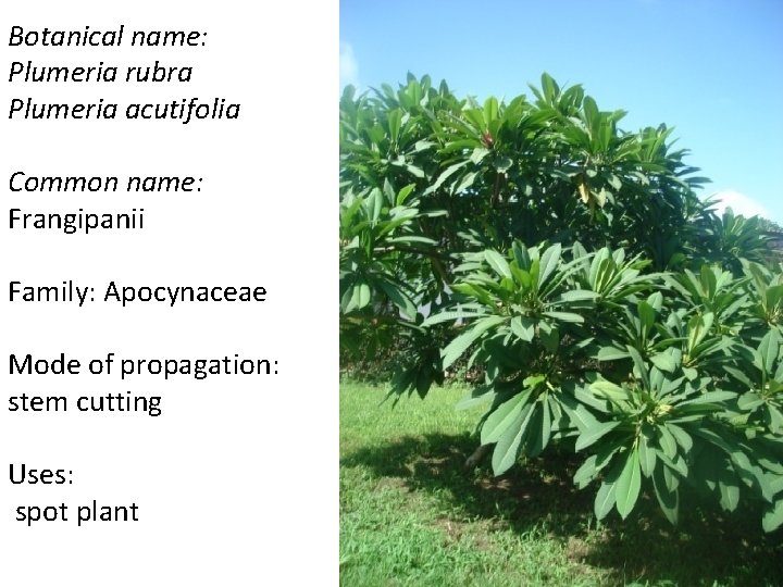 Botanical name: Plumeria rubra Plumeria acutifolia Common name: Frangipanii Family: Apocynaceae Mode of propagation: