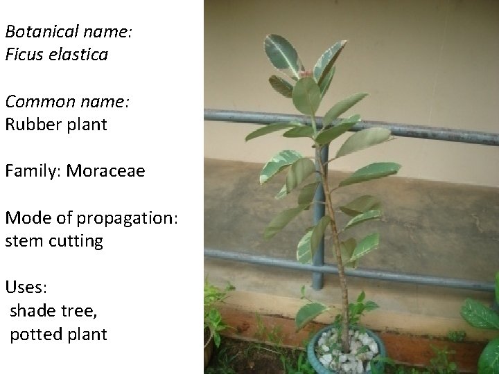 Botanical name: Ficus elastica Common name: Rubber plant Family: Moraceae Mode of propagation: stem