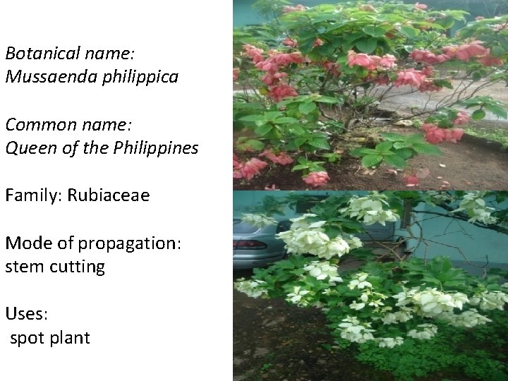 Botanical name: Mussaenda philippica Common name: Queen of the Philippines Family: Rubiaceae Mode of