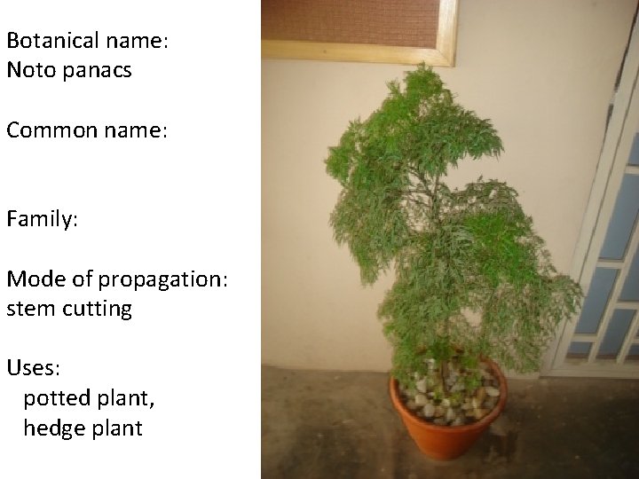 Botanical name: Noto panacs Common name: Family: Mode of propagation: stem cutting Uses: potted