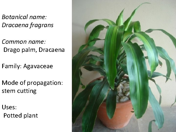 Botanical name: Dracaena fragrans Common name: Drago palm, Dracaena Family: Agavaceae Mode of propagation: