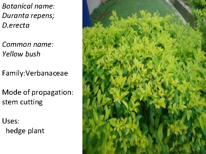 Botanical name: Duranta repens; D. erecta Common name: Yellow bush Family: Verbanaceae Mode of