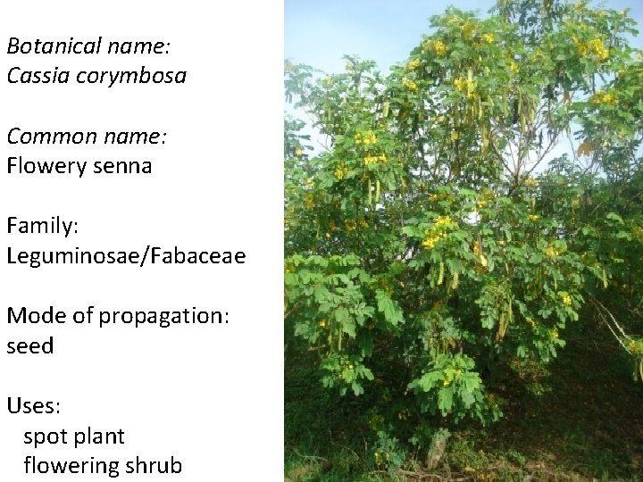 Botanical name: Cassia corymbosa Common name: Flowery senna Family: Leguminosae/Fabaceae Mode of propagation: seed