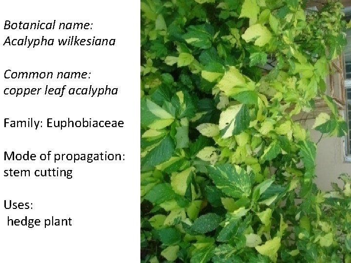 Botanical name: Acalypha wilkesiana Common name: copper leaf acalypha Family: Euphobiaceae Mode of propagation: