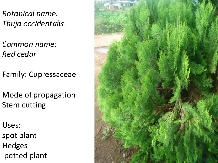 Botanical name: Thuja occidentalis Common name: Red cedar Family: Cupressaceae Mode of propagation: Stem