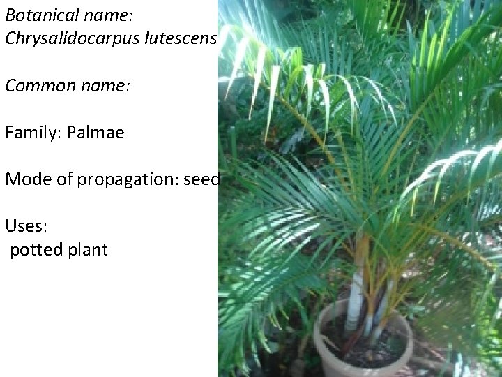 Botanical name: Chrysalidocarpus lutescens Common name: Family: Palmae Mode of propagation: seed Uses: potted