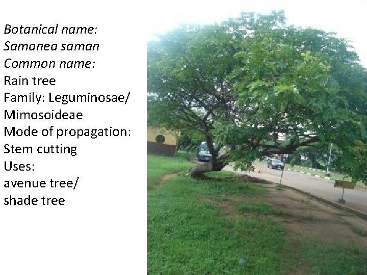 Botanical name: Samanea saman Common name: Rain tree Family: Leguminosae/ Mimosoideae Mode of propagation: