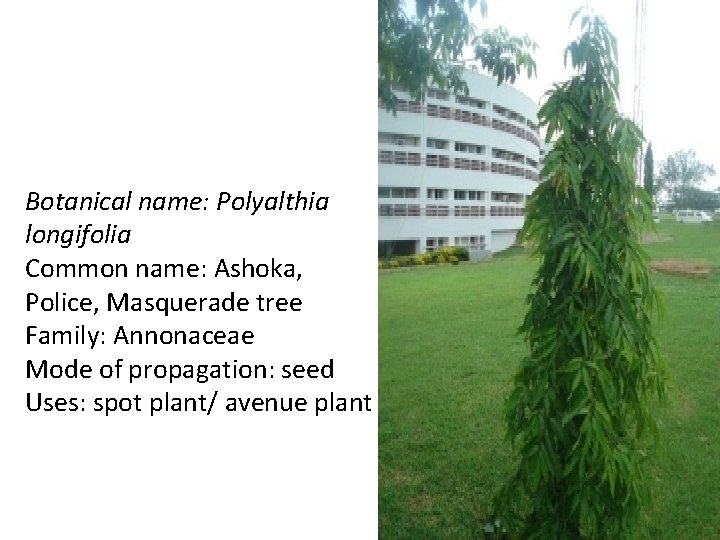 Botanical name: Polyalthia longifolia Common name: Ashoka, Police, Masquerade tree Family: Annonaceae Mode of