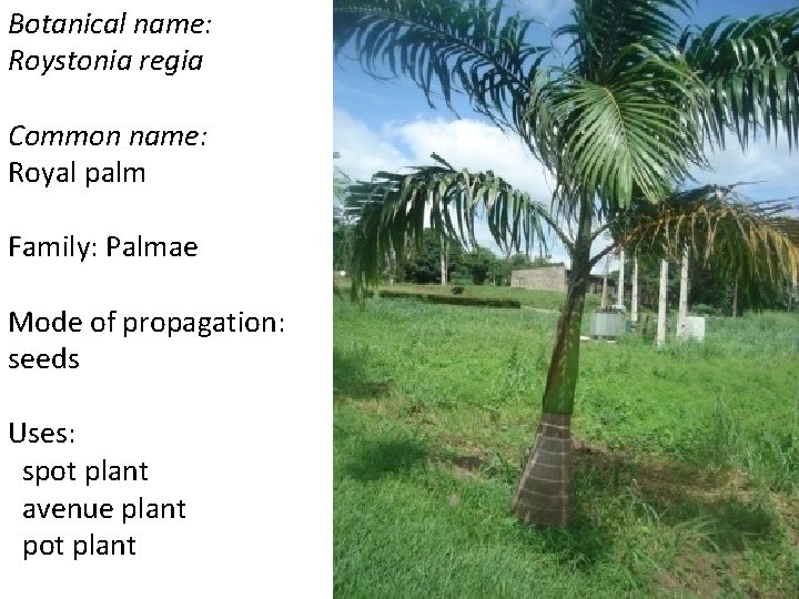 Botanical name: Roystonia regia Common name: Royal palm Family: Palmae Mode of propagation: seeds