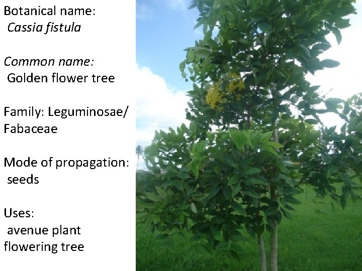 Botanical name: Cassia fistula Common name: Golden flower tree Family: Leguminosae/ Fabaceae Mode of