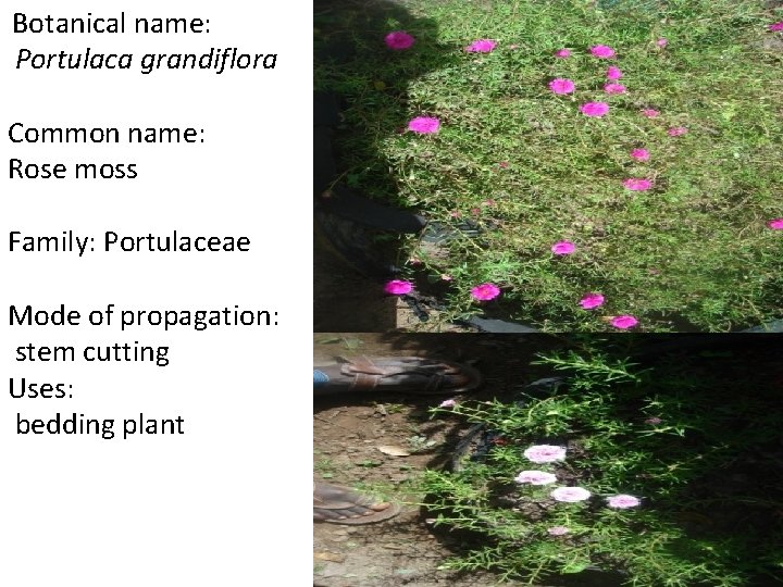 Botanical name: Portulaca grandiflora Common name: Rose moss Family: Portulaceae Mode of propagation: stem