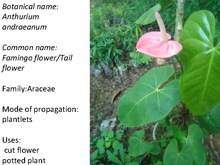 Botanical name: Anthurium andraeanum Common name: Famingo flower/Tail flower Family: Araceae Mode of propagation: