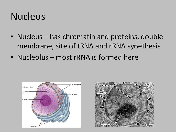 Nucleus • Nucleus – has chromatin and proteins, double membrane, site of t. RNA