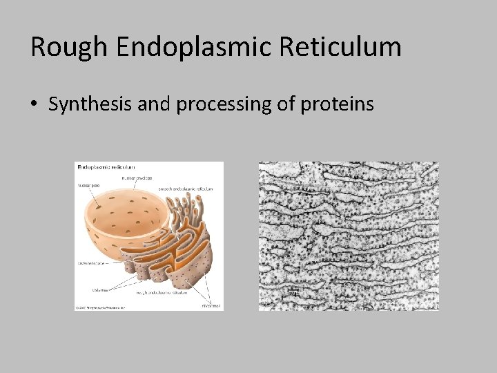 Rough Endoplasmic Reticulum • Synthesis and processing of proteins 