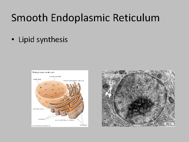 Smooth Endoplasmic Reticulum • Lipid synthesis 