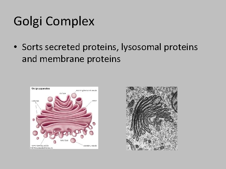 Golgi Complex • Sorts secreted proteins, lysosomal proteins and membrane proteins 