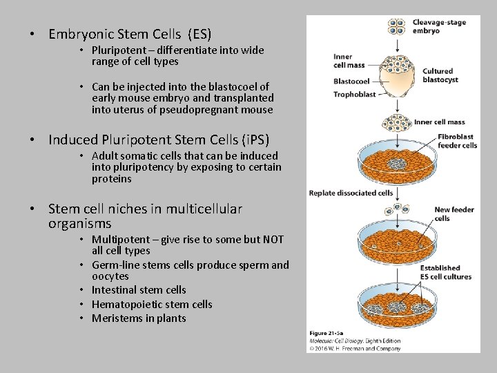  • Embryonic Stem Cells (ES) • Pluripotent – differentiate into wide range of