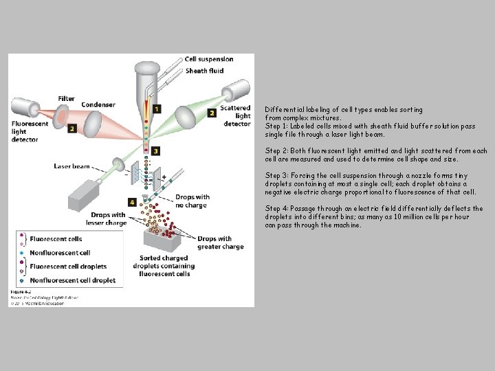 Differential labeling of cell types enables sorting from complex mixtures. Step 1: Labeled cells