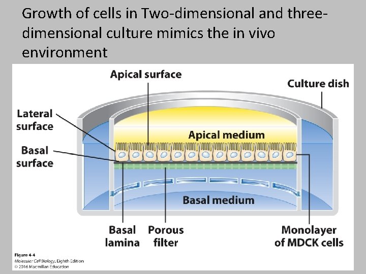 Growth of cells in Two-dimensional and threedimensional culture mimics the in vivo environment 