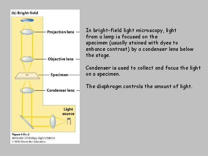 In bright-field light microscopy, light from a lamp is focused on the specimen (usually