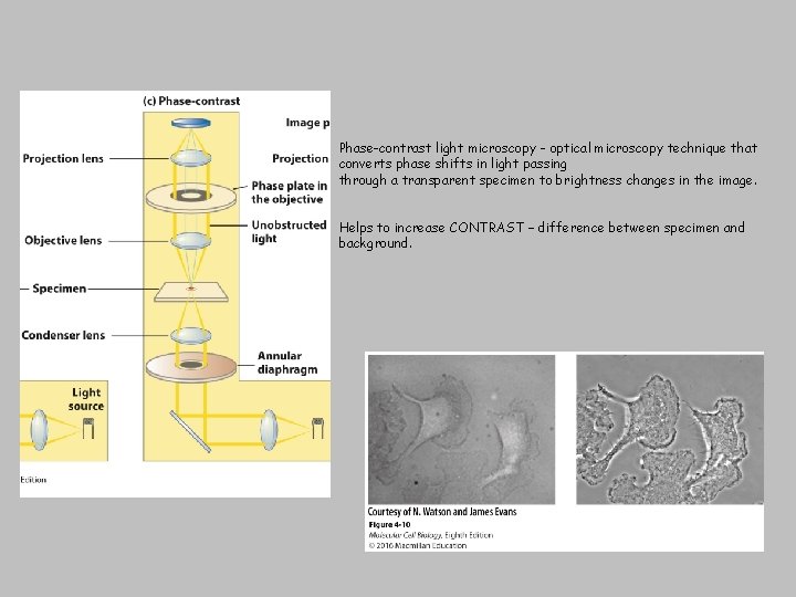 Phase-contrast light microscopy - optical microscopy technique that converts phase shifts in light passing