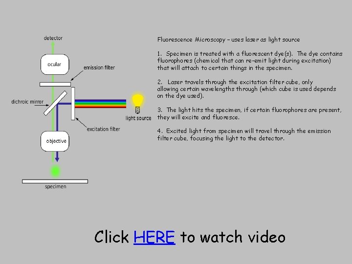 Fluorescence Microscopy – uses laser as light source 1. Specimen is treated with a