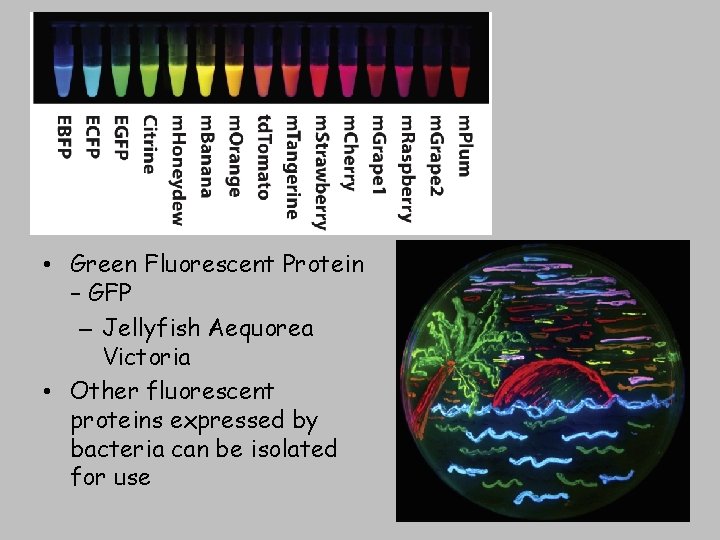  • Green Fluorescent Protein – GFP – Jellyfish Aequorea Victoria • Other fluorescent