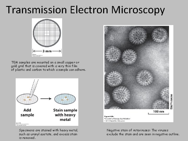 Transmission Electron Microscopy TEM samples are mounted on a small copper or gold grid