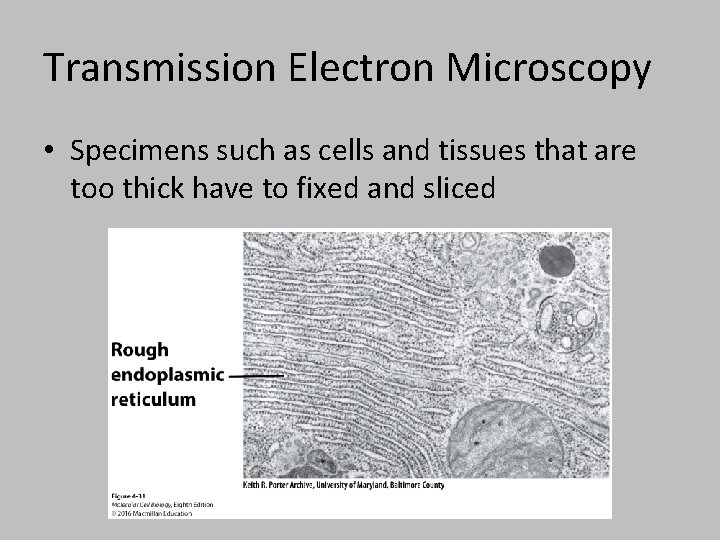Transmission Electron Microscopy • Specimens such as cells and tissues that are too thick