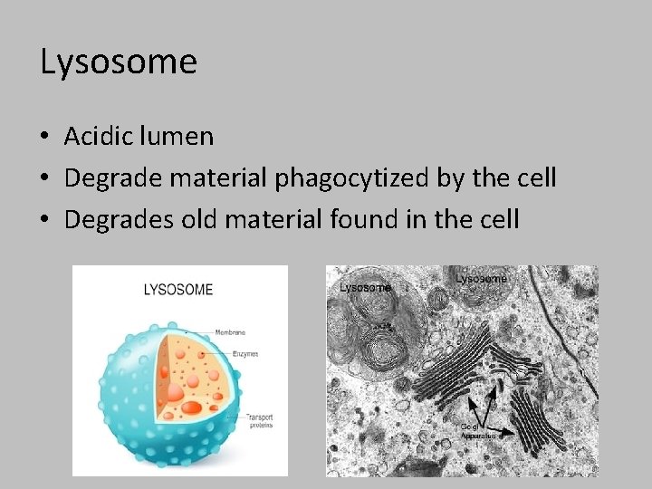 Lysosome • Acidic lumen • Degrade material phagocytized by the cell • Degrades old