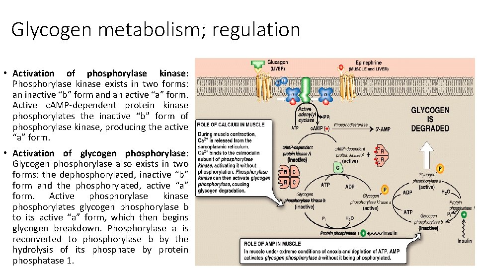 Glycogen metabolism; regulation • Activation of phosphorylase kinase: Phosphorylase kinase exists in two forms:
