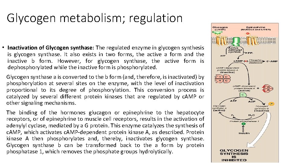 Glycogen metabolism; regulation • Inactivation of Glycogen synthase: The regulated enzyme in glycogen synthesis