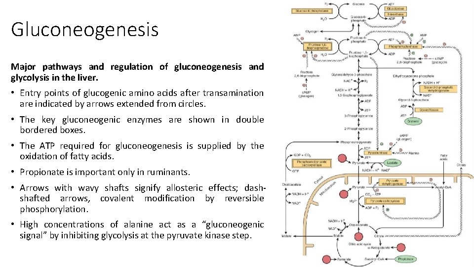 Gluconeogenesis Major pathways and regulation of gluconeogenesis and glycolysis in the liver. • Entry