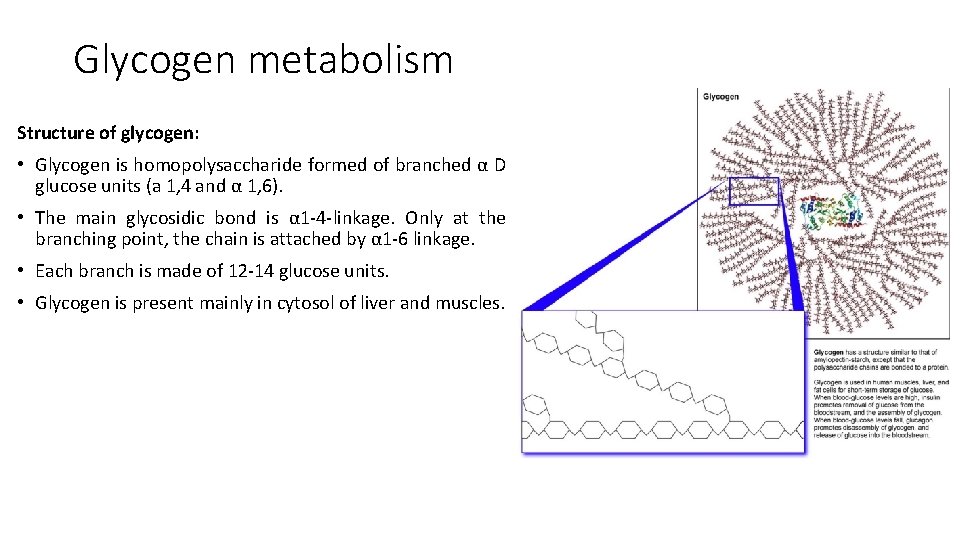 Glycogen metabolism Structure of glycogen: • Glycogen is homopolysaccharide formed of branched α D
